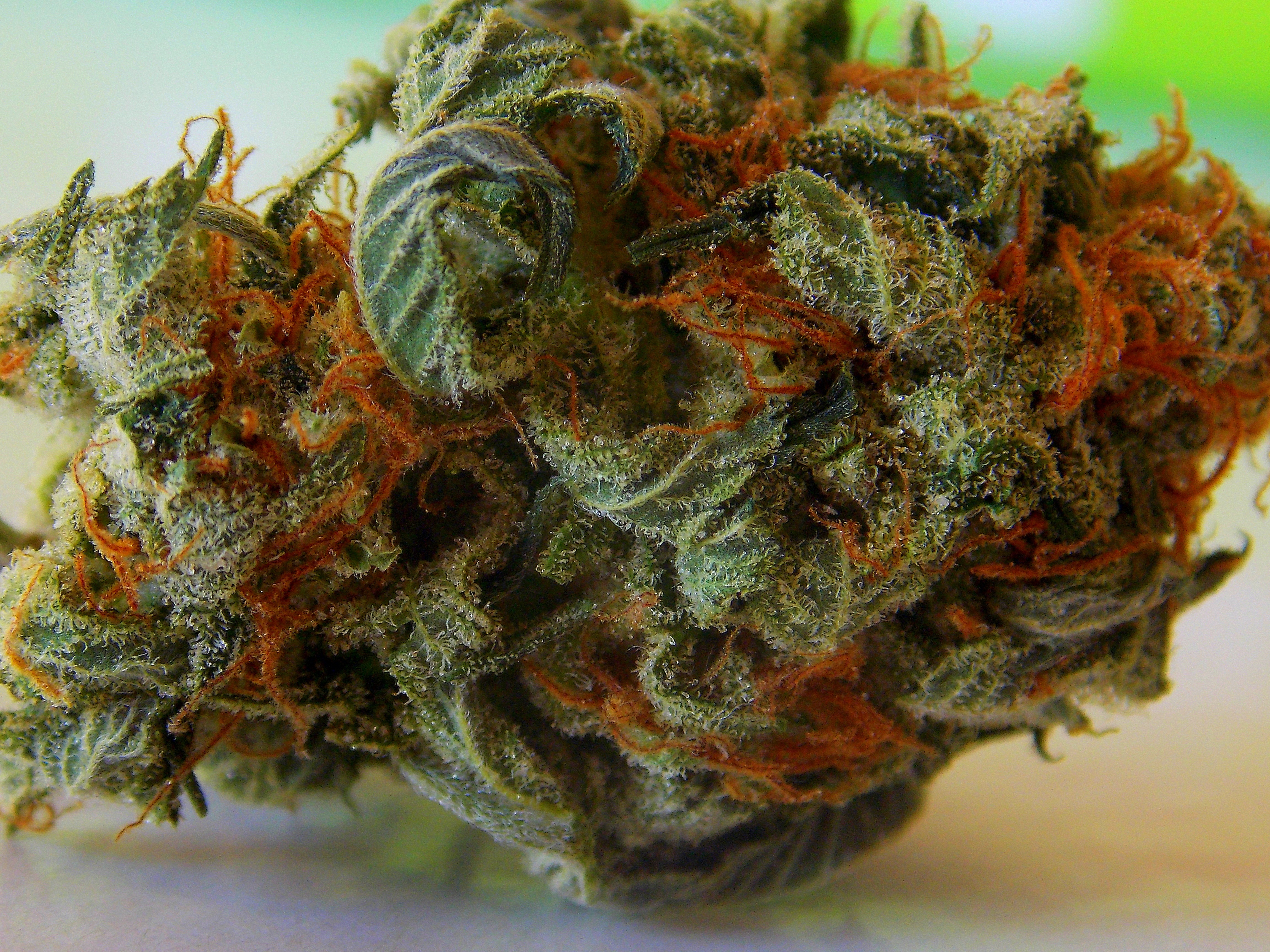 Tête de cannabis séchée et affinée, avec les petites feuilles rétractées, des pistils orangés et des trichomes intacts
