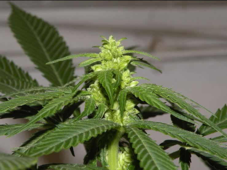 Planta macho de marihuana