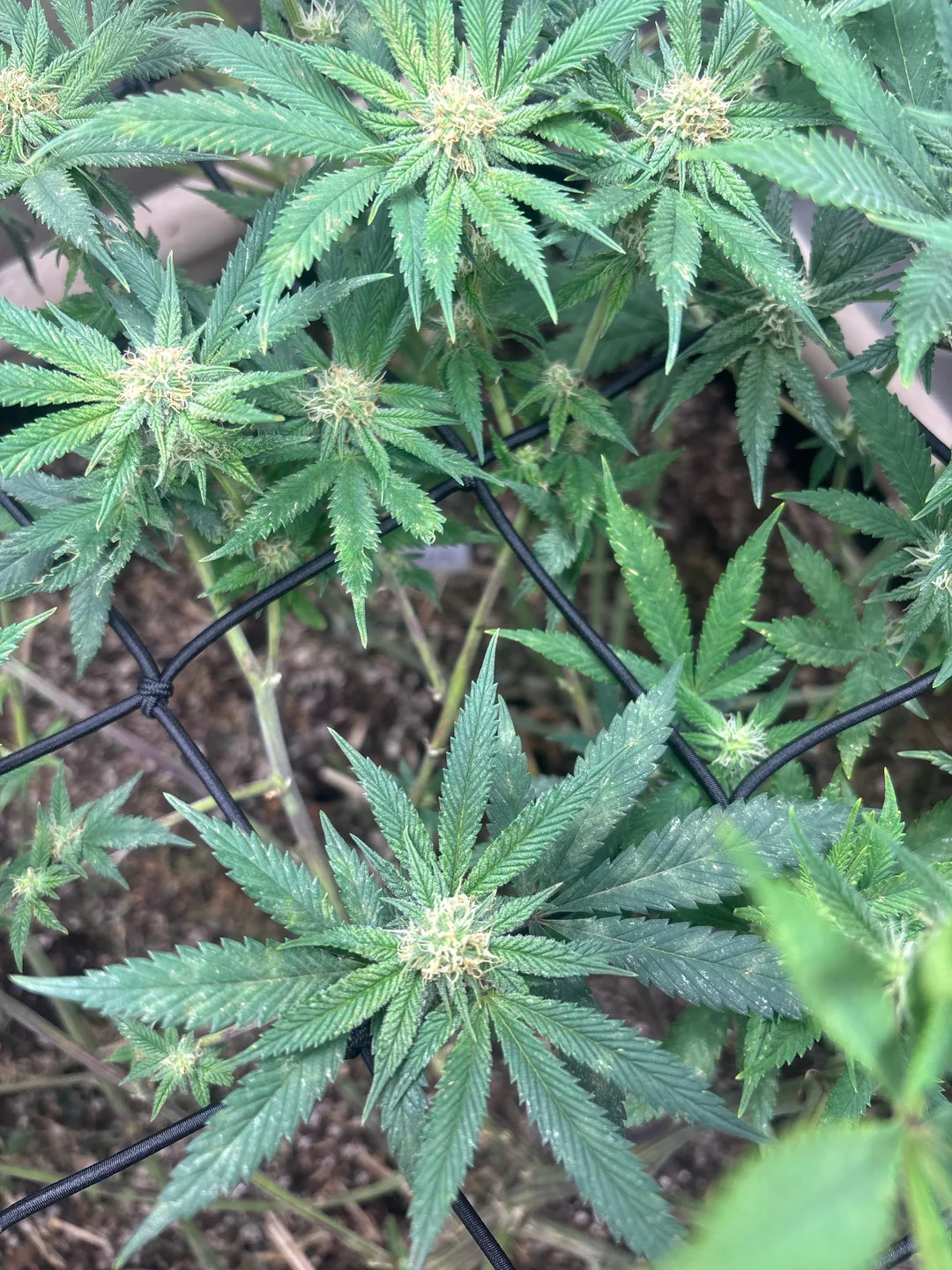 Aspecto de planta de cannabis afectada por el oidio