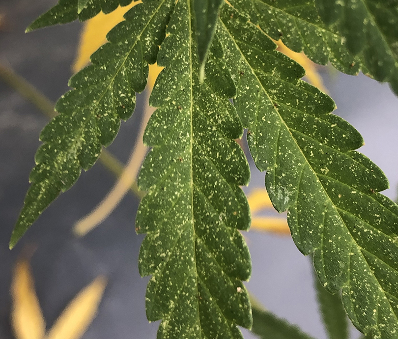 Daños por araña roja en hoja de cannabis