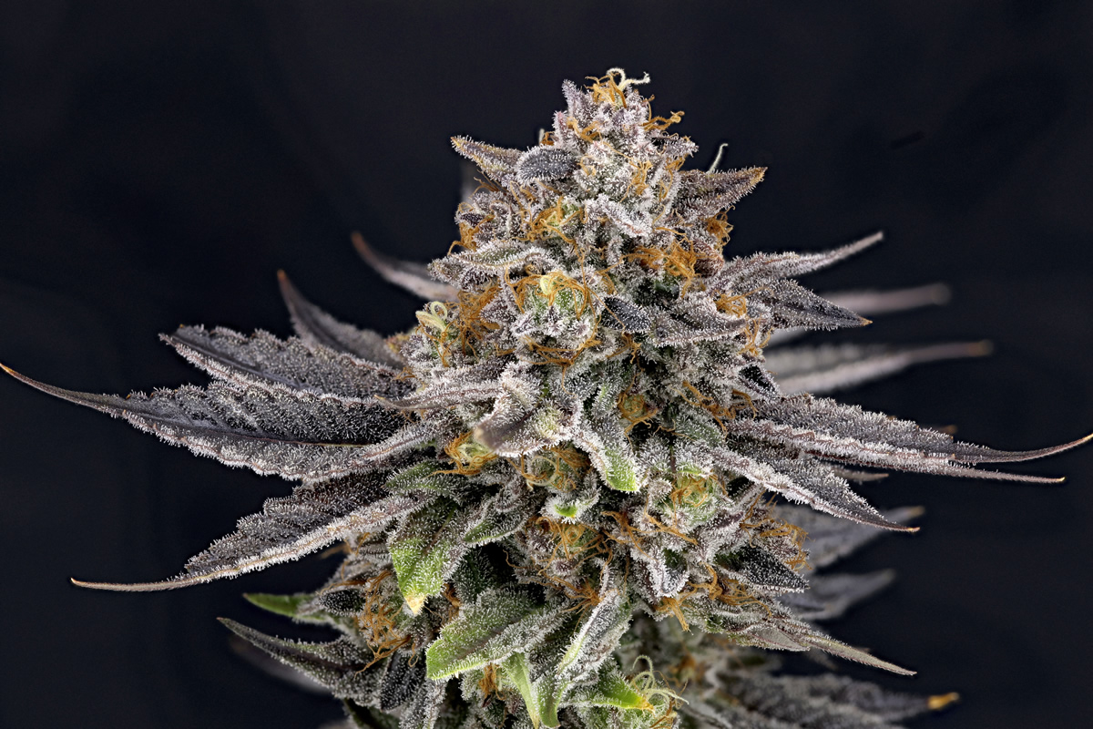 CandyGaz de Ripper Seeds