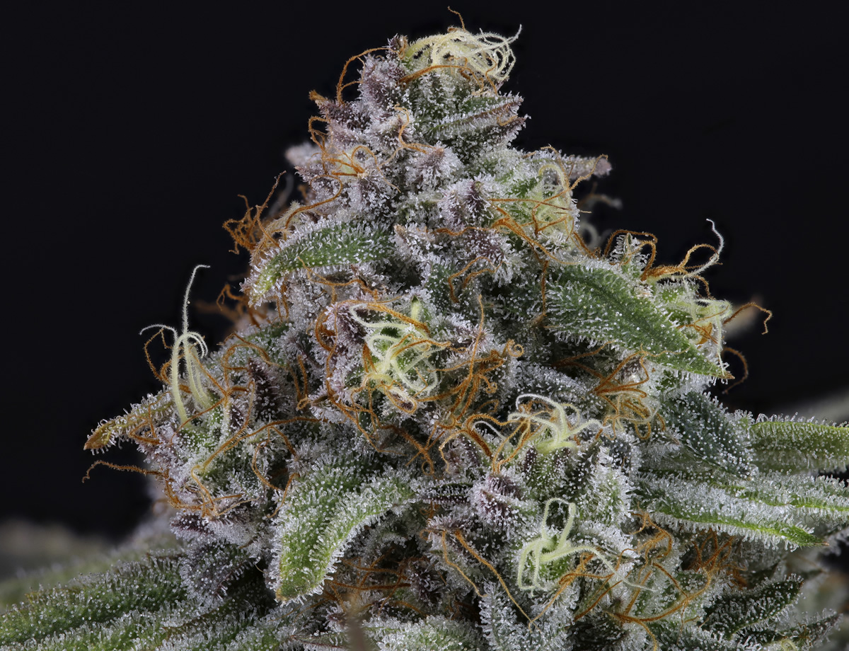 Eyeballz Ripper Seeds