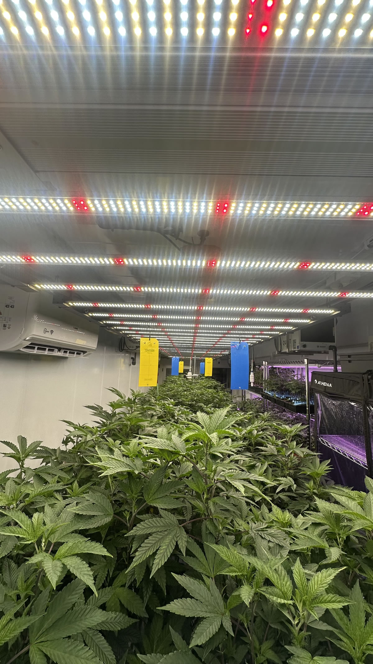 Sala de cultivo