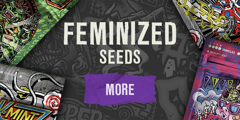 feminized seeds