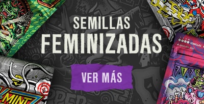 semillas feminizadas