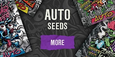 autoflowering seeds