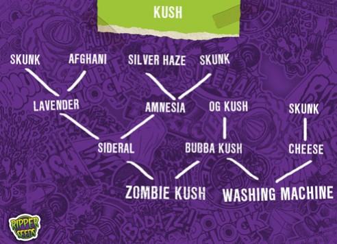 Kush genetics: the exotic variety of marijuana