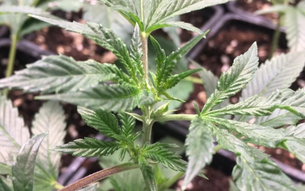 Latent Hopfenvirus in Cannabis