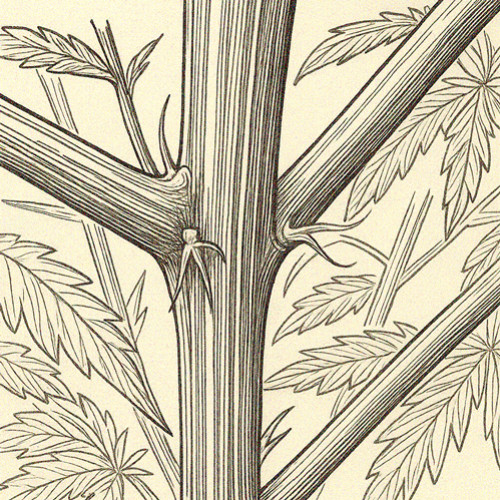 How to differentiate between male and female cannabis plants