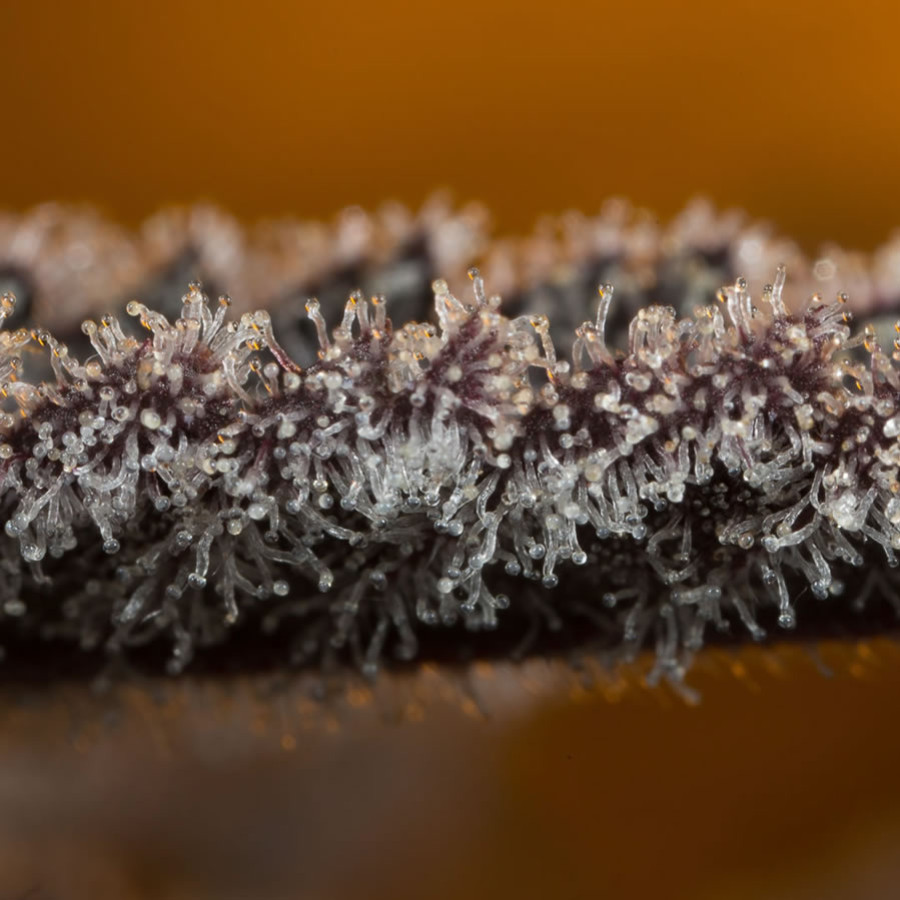 ¿Cuándo cortar la marihuana?