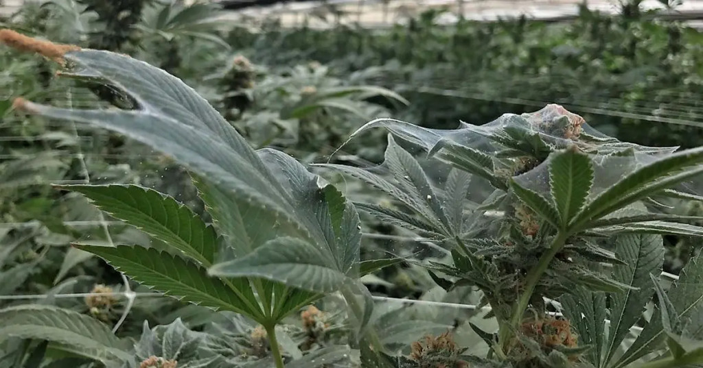Spider mites in cannabis cultivation
