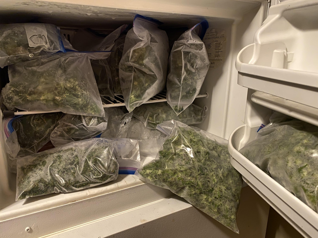 Fresh Frozen, la technique pour préserver le profil terpénique du cannabis