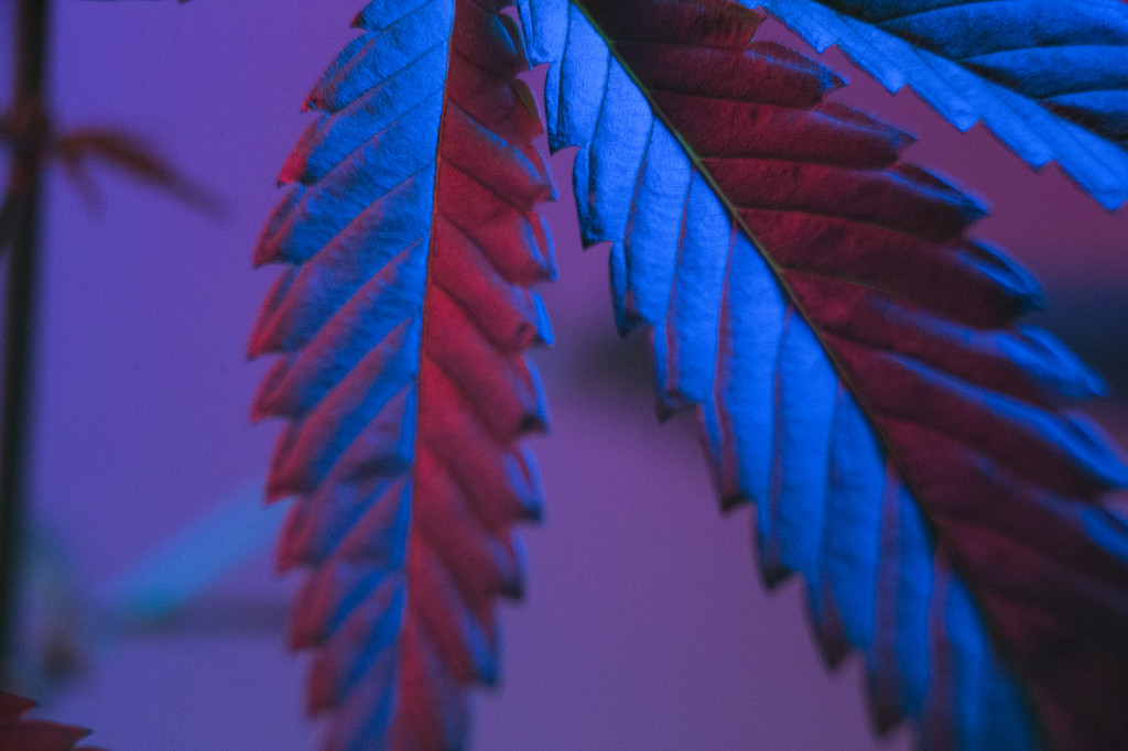  CBN, el cannabinoide que se forma por degradación del THC