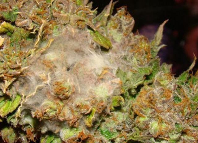 Parasites pouvant endommager nos plants de marijuana : champignons et spores