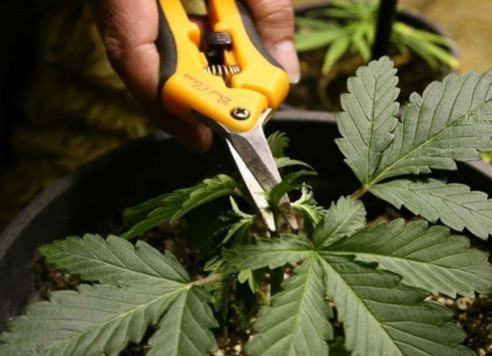 Técnicas de poda en plantas de marihuana