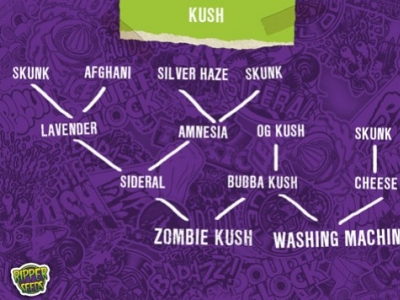 Kush-Genetik: die exotische Sorte Marihuana