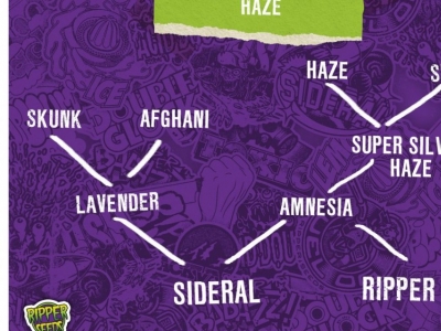 Haze: el origen de la variedad de marihuana 100% Sativa