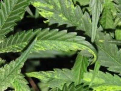 Mosaikvirus in Cannabis