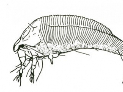Virus des micromites de la vigne