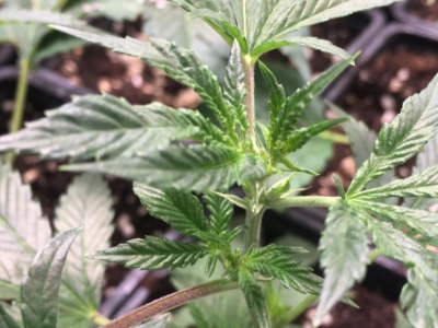 Virus latent du houblon dans le cannabis