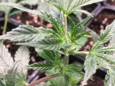 Latent hop virus in cannabis