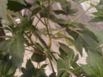 Schnittarten für unsere Marihuanapflanzen