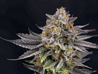 Lemon Cherry Gelato: Historia, Mitos y Evolución de una Leyenda Cannábica