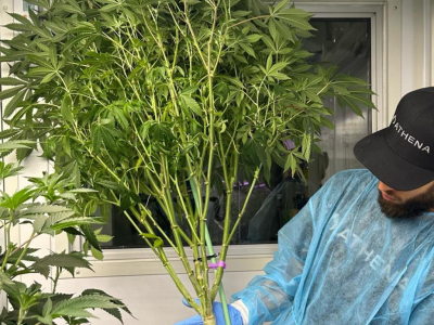 Plantas madre de marihuana