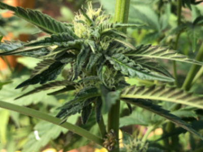 Hermafroditismo en Cannabis