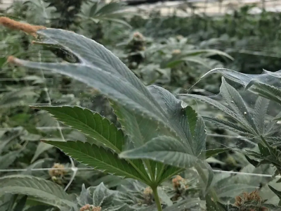 Araignée rouge dans la culture du cannabis