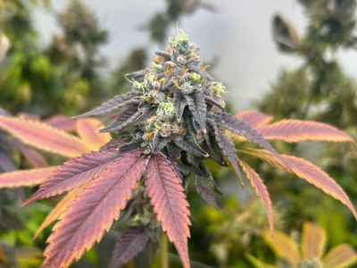 Cannabisanbau unter kalten Bedingungen