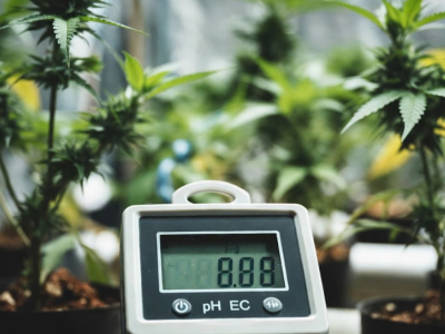 Runoff in cannabis cultivation