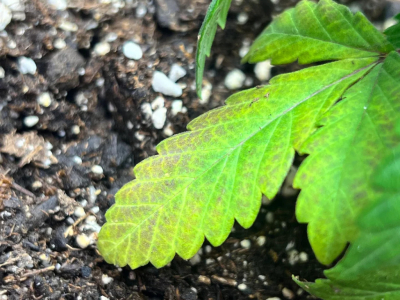 Fréquence d'arrosage du cannabis