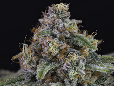 Ventajas del autocultivo de cannabis