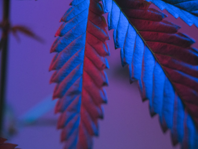  CBN, el cannabinoide que se forma por degradación del THC