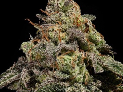 The best strains for making rosin