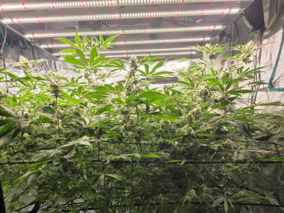 Discreet indoor cannabis growing: how to control smell, noise and light