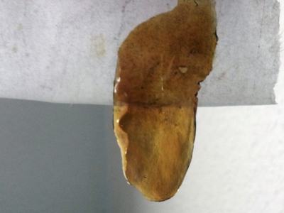 Rosin Tech Teil 2, die Weiterentwicklung der Technik