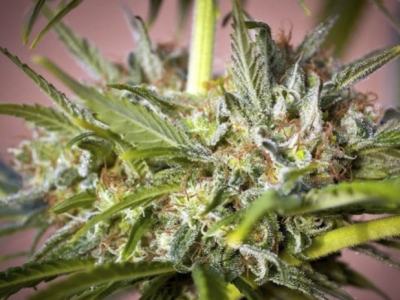 Hawaiian Wave, nuestra variedad de semillas más sativa