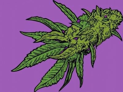 Die Bestandteile von Cannabis und ihre Funktionen
