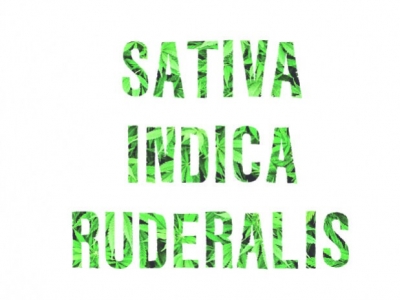 Choice of your plant: Sativa, Indica and Ruderalis