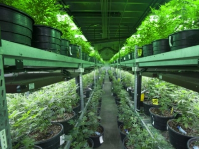 Who can legally grow marijuana in Spain?