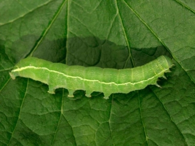 Caterpillars on your cannabis plant?