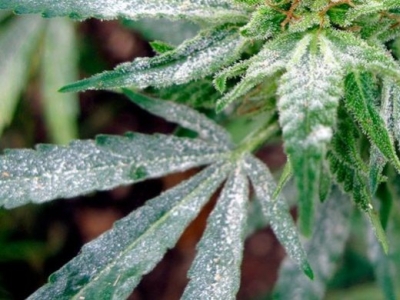 Mushrooms in your cannabis grow?