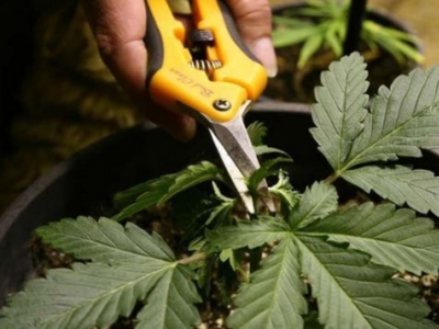 Pruning techniques in marijuana plants
