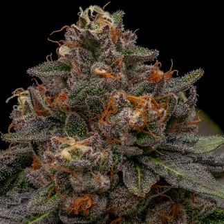 Korenji Feminized Cannabis Seeds