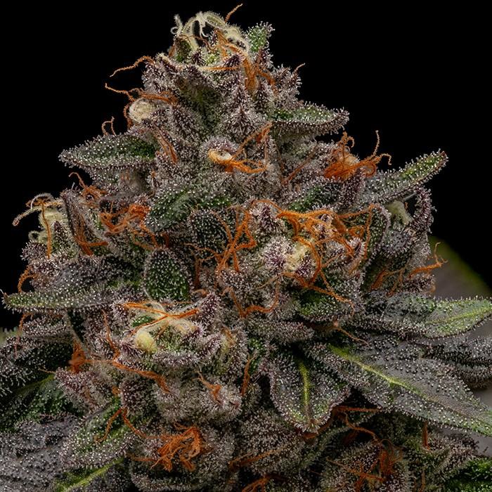 Korenji Feminized Cannabis Seeds