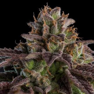 KMINTZ Feminized Cannabis Seeds