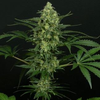 CRIMINAL+ Feminized Cannabis Seeds